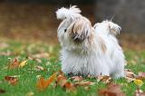 SHIH TZU 114